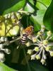 Colletes hederae